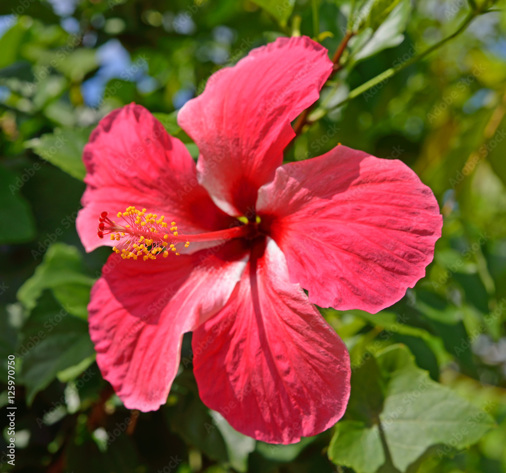 a red hibiscus flower a red hibiscus flower