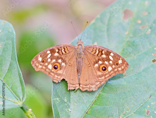 little wood satyr butterfly perched on a leaf
