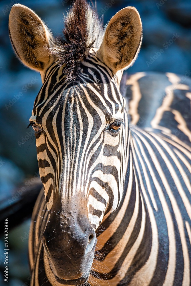 Naklejka premium close-up portrait of a zebra animal at zoo