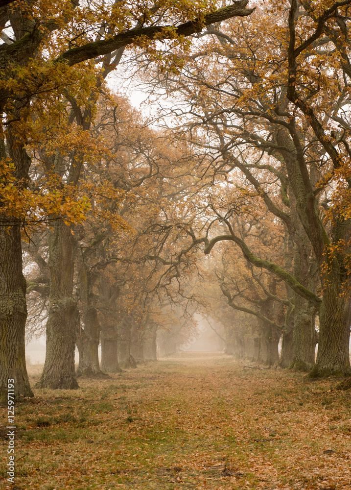 Foggy autumnal scene of tree landscape