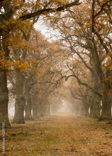 Foggy autumnal scene of tree landscape