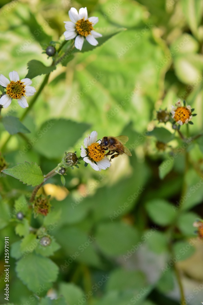 ape su fiori di dalia spontanea
