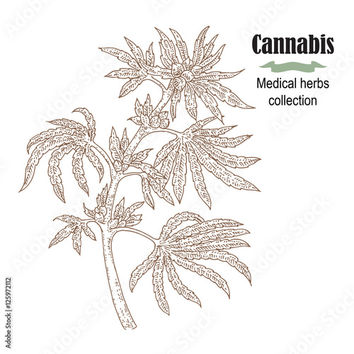Hand drawn cannabis plant. Medicinal herbs collection. Vector illustration