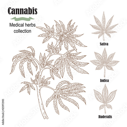 Hand drawn cannabis plant. Medicinal herbs collection. Vector illustration
