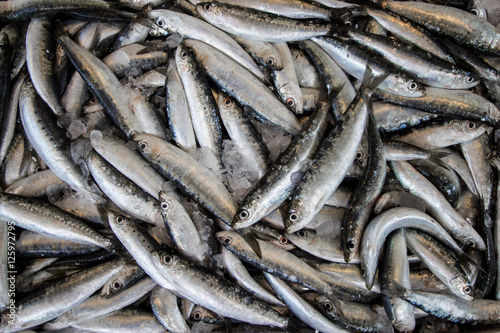 Europian pilchard fishes background.