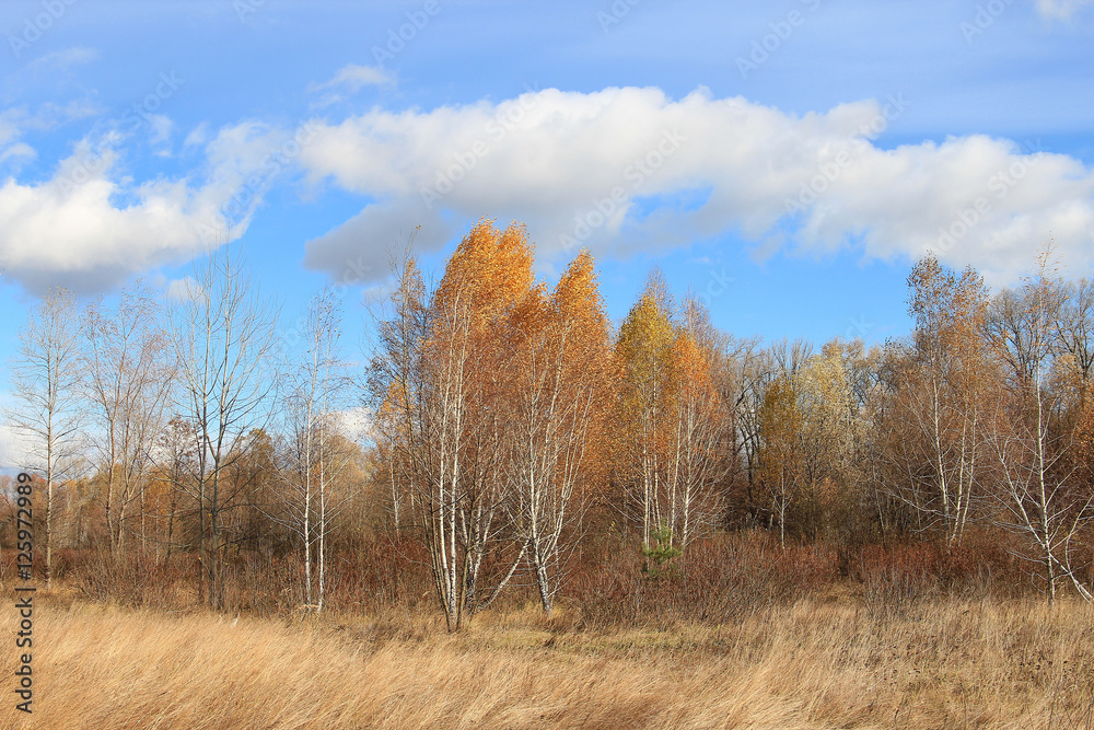 Fototapeta premium autumn landscape