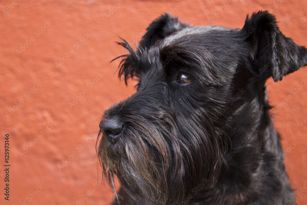 Portrait of black schnauzer dog on the wall