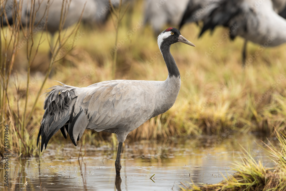 Common crane in a wetland at a stopover site Common crane in a wetland at a stopover site