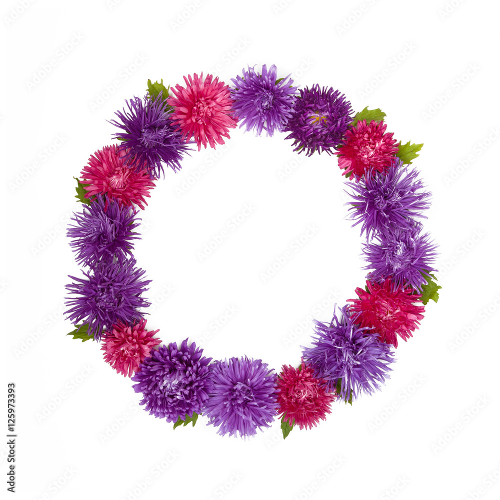 Pattern with Aster flowers on white background