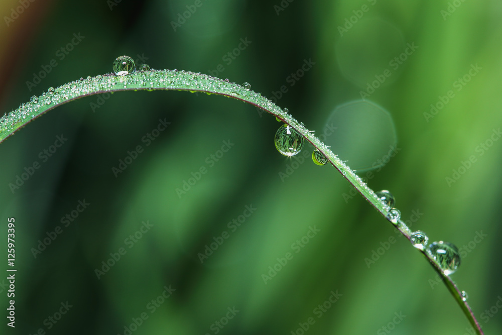Dew drops on green grass leaf backgrounds Dew drops on green grass leaf backgrounds