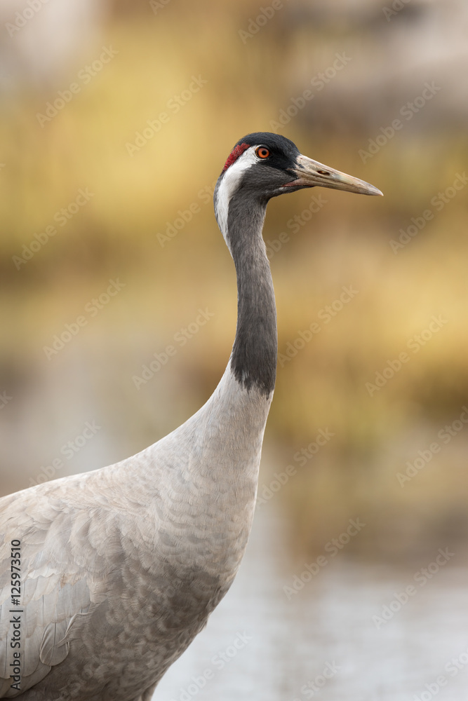 Portrait of a common crane
