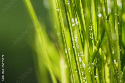 Water drops on green grass leaves with sunlight