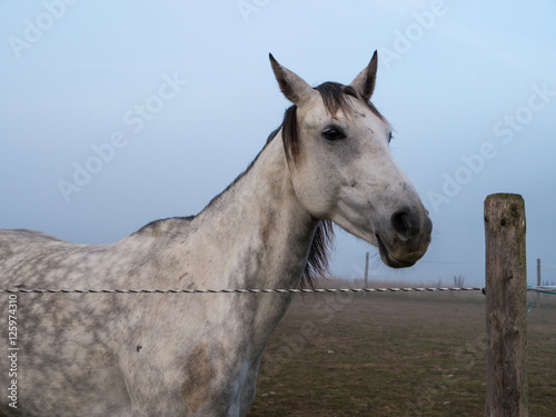 White Horse Standing on a Paddock © frederikloewer