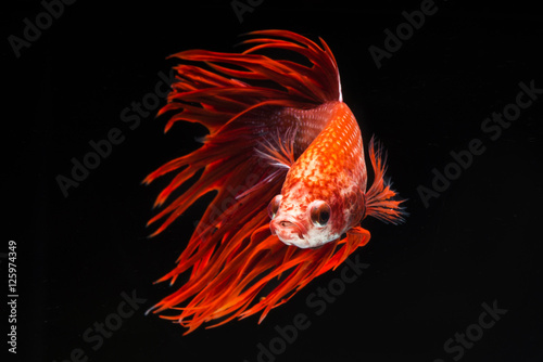 Red fighting fish, betta on black background