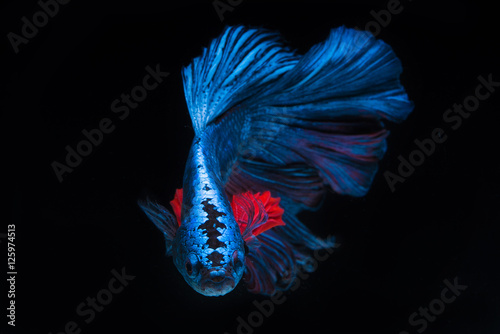 Blue fighting fish, betta on black background