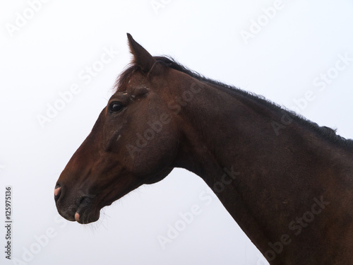 Brown Horse Standing on a Paddock