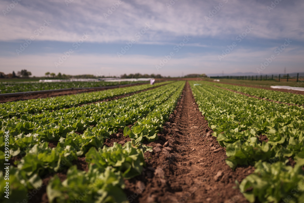 m Bild: Ein Feld mit angebautem Kopfsalat .