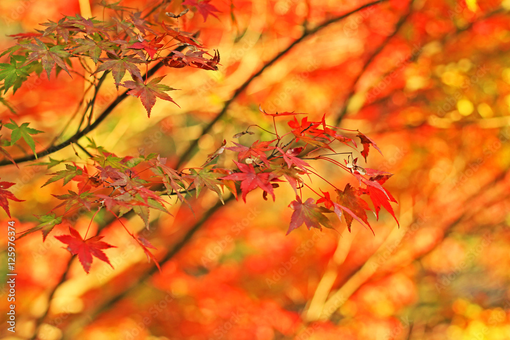 モミジの紅葉 モミジの紅葉