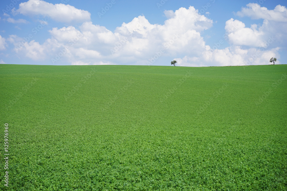 Fototapeta premium meadow landscape background