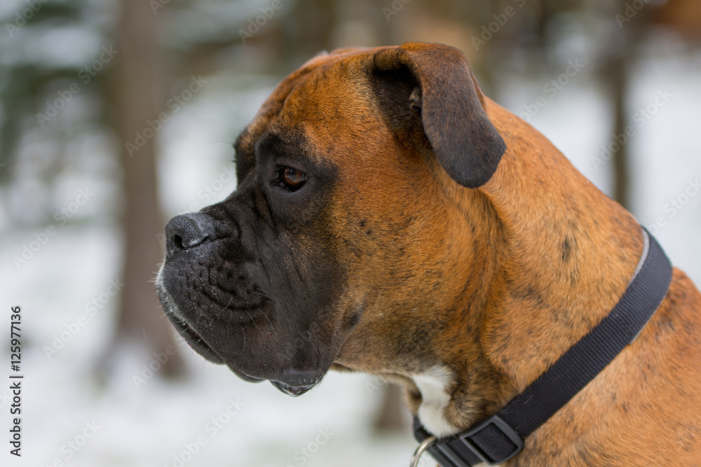 Dog Boxer Portrait