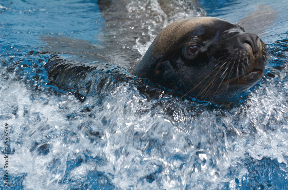 Fototapeta premium California sea lion