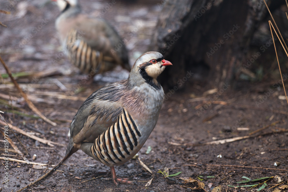 Chukar Partridge (Alectoris chukar) Chukar Partridge (Alectoris chukar)