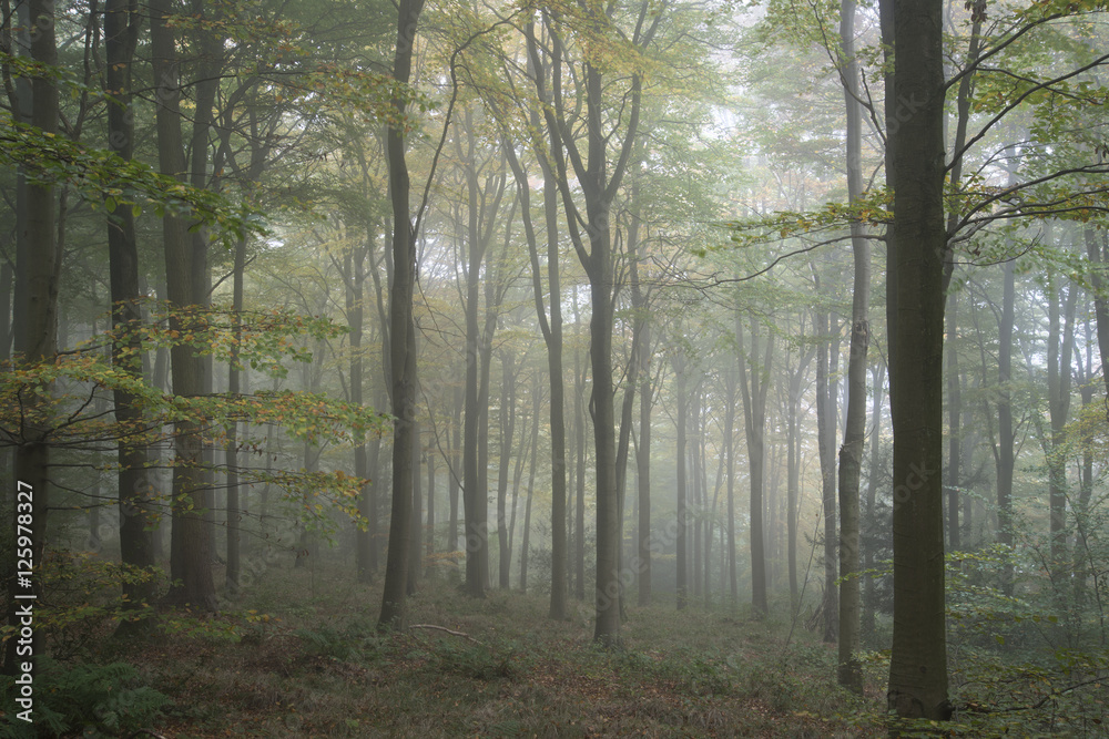 Stunning colorful vibrant evocative Autumn Fall foggy forest lan