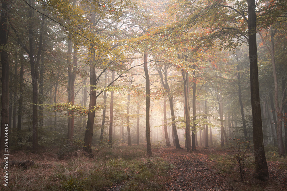 Fototapeta premium Stunning colorful vibrant evocative Autumn Fall foggy forest lan