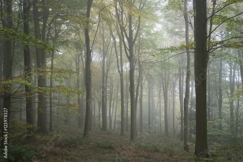 Stunning colorful vibrant evocative Autumn Fall foggy forest lan