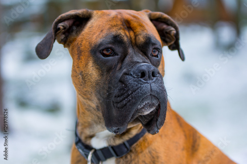 Dog Boxer Portrait © krzysztofrow