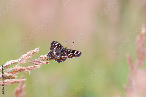 Top View on the butterfly Map  Araschnia levana 