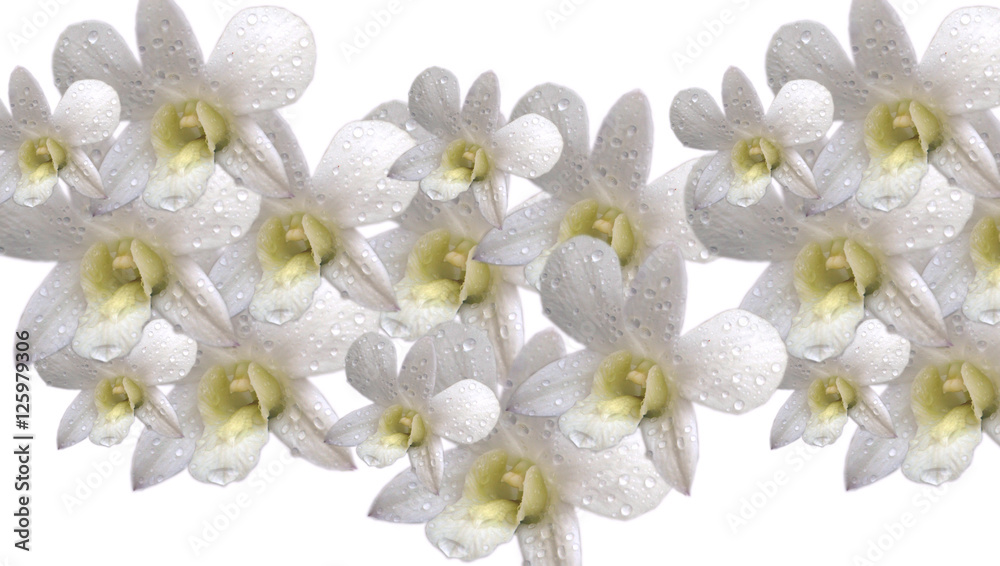 Obraz premium Orchid / The Orchid are a diverse and widespread family of flowering plants, with blooms that are often colourful and often fragrant.