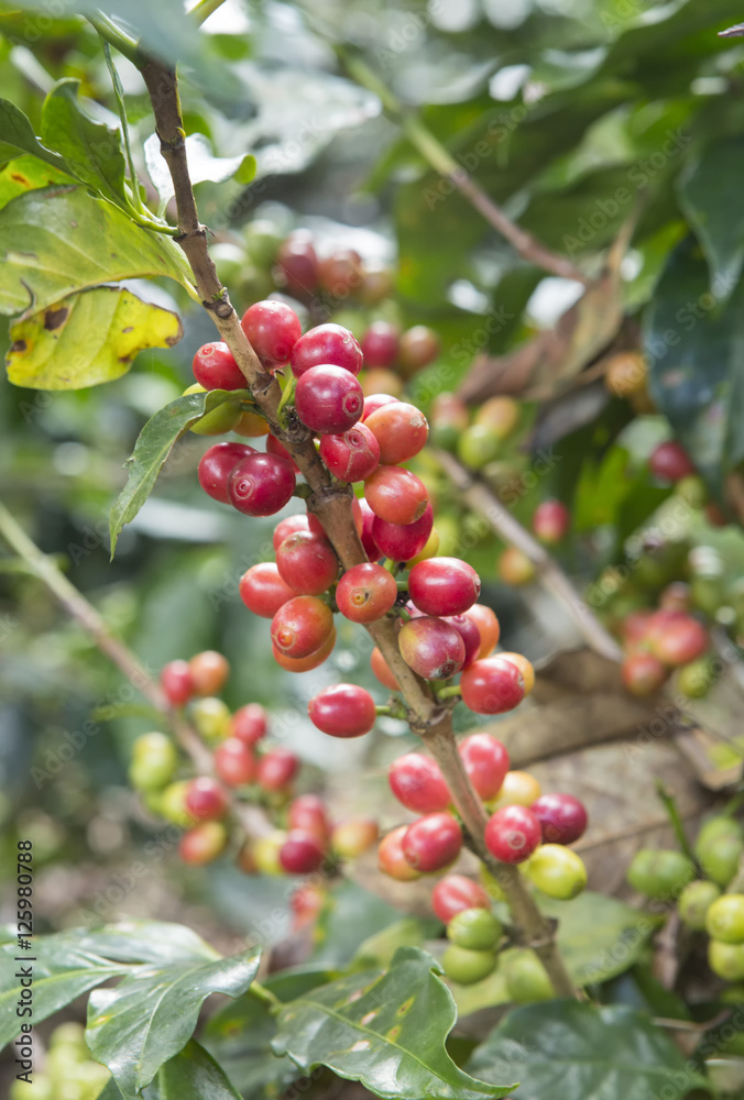 red coffee beans in the coffee farm red coffee beans in the coffee farm