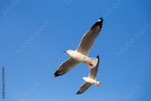 Flying seagull with clear blue sky background