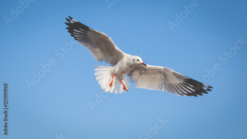 Flying seagull with clear blue sky background