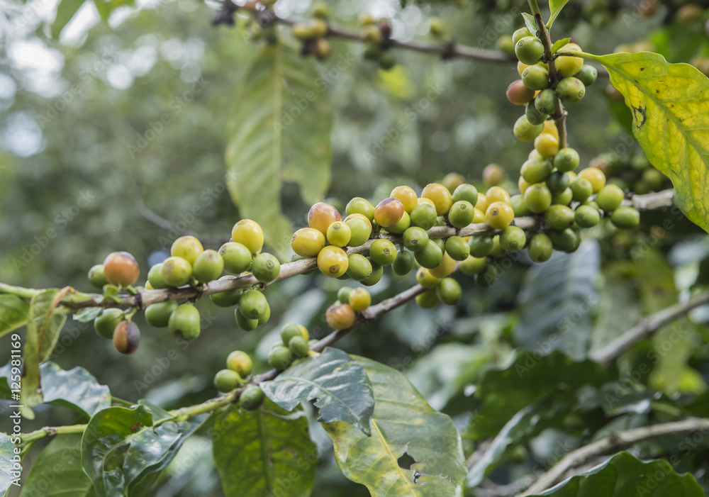 green coffee beans in the coffee farm at Doi Chang that located