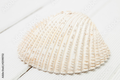 clam shell isolated