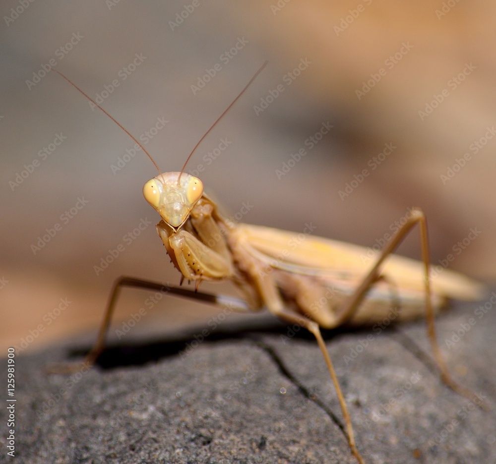 Isolated Praying mantis in foreground on rock Isolated Praying mantis in foreground on rock