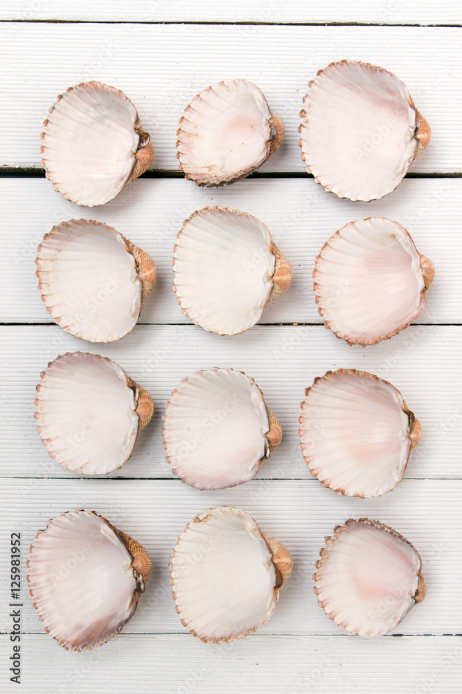 several clam shells isolated