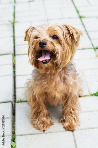 Yorkshire Terrier on the walk