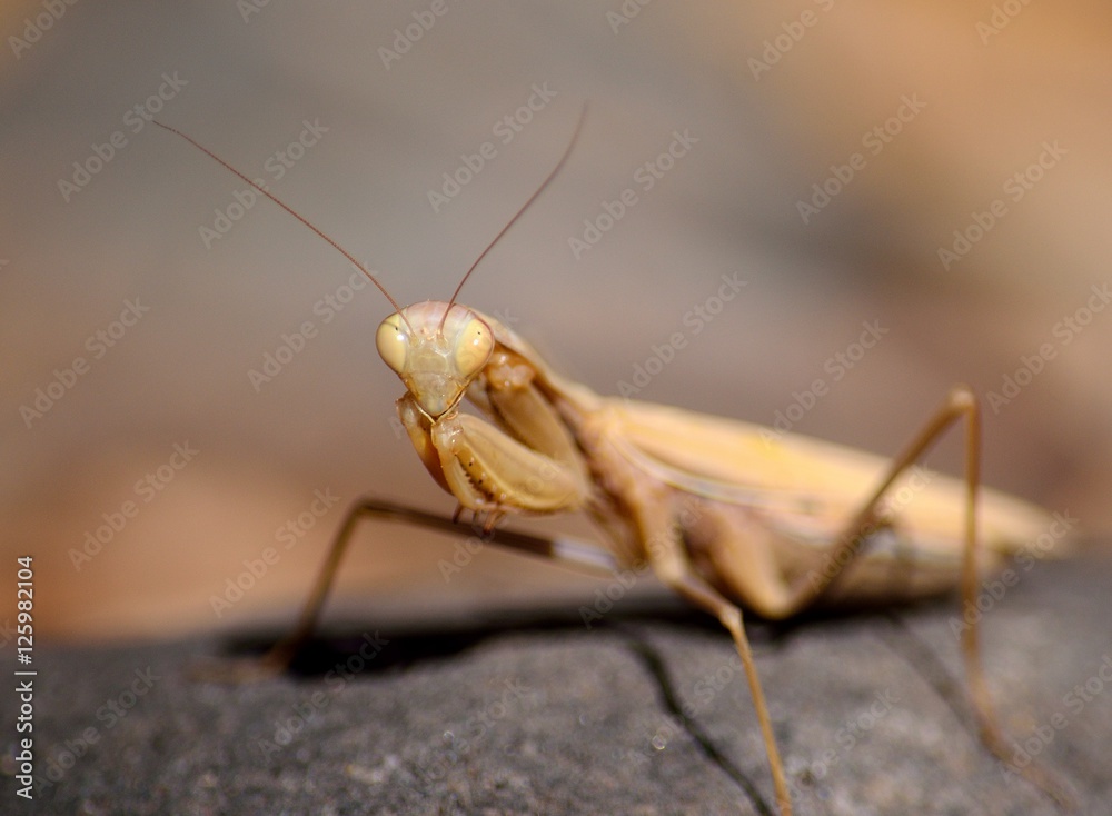 Isolated Praying mantis in foreground on rock Isolated Praying mantis in foreground on rock