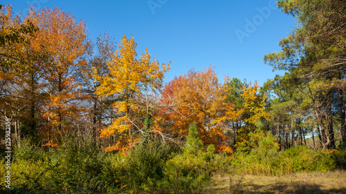Beautiful mable trees in colorful autumn time
