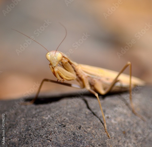 Isolated Praying mantis in foreground on rock