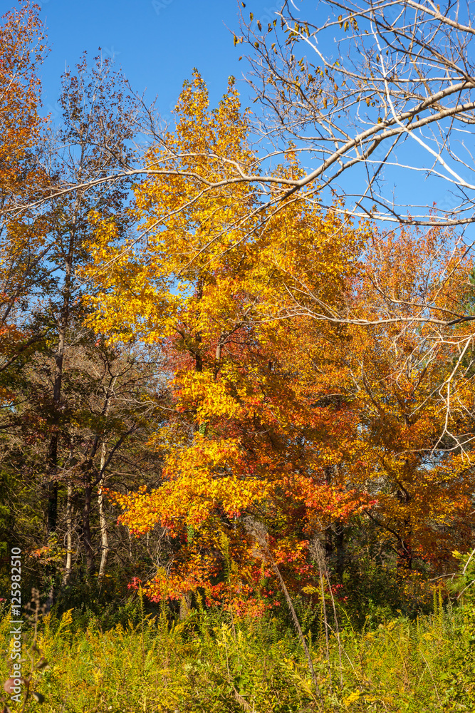 Beautiful mable trees in colorful autumn time Beautiful mable trees in colorful autumn time