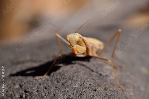 Isolated Praying mantis in foreground on rock © ptoscano