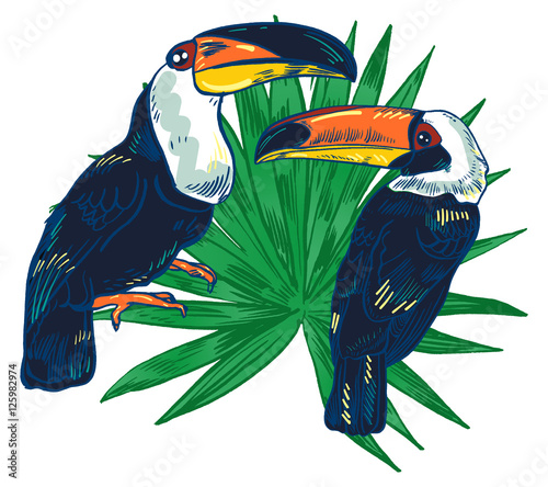 Toucan, Vector hand drawn illustration