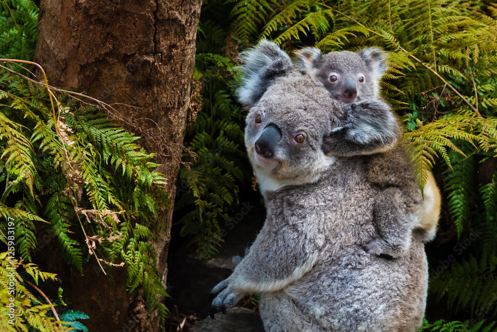 Naklejka premium Australijski miś koala rodzime zwierzę z dzieckiem