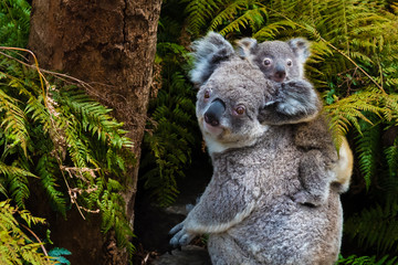 Ingelijste posters Koala Australische koala met schattig jong  © stanciuc