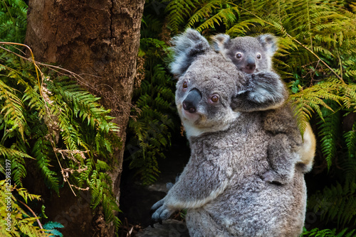 Australian koala bear native animal with baby