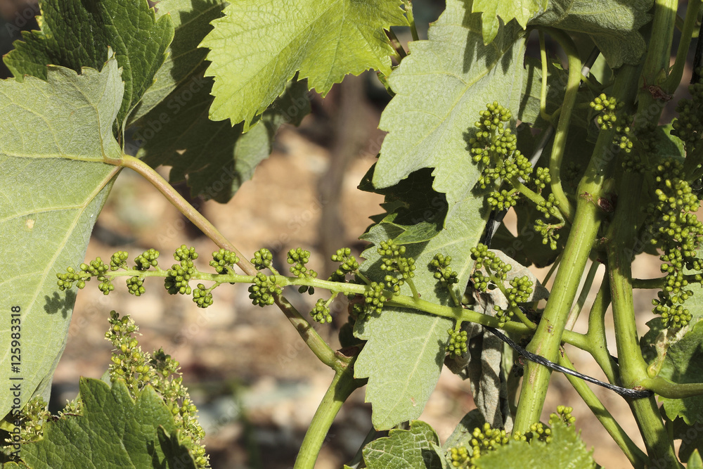 Vignes Vignes